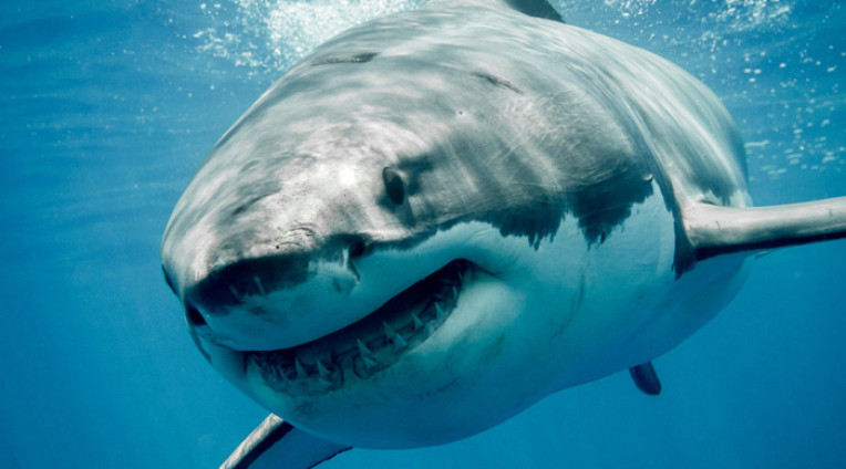 Nằm mơ thấy cá mập đánh số mấy, có điềm lành hay dữ?