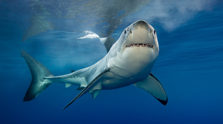 Nằm mơ thấy cá mập đánh lô đề xổ số con gì ăn chắc?