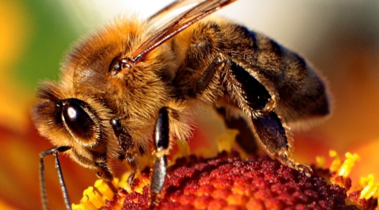 Mơ thấy con ong điềm báo gì? Lành hay dữ? Con số liên quan