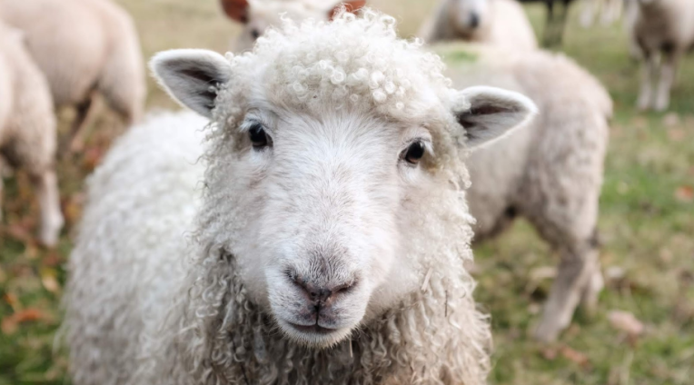 Mơ thấy con cừu có ý nghĩa gì? Giải mã giấc mơ thấy cừu