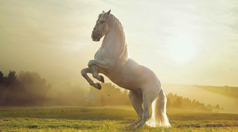 Mơ thấy ngựa trắng - Ý nghĩa và biểu tượng của những giấc mơ